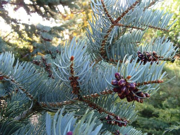 Пихта одноцветная Glauca Compacta. Фото автора