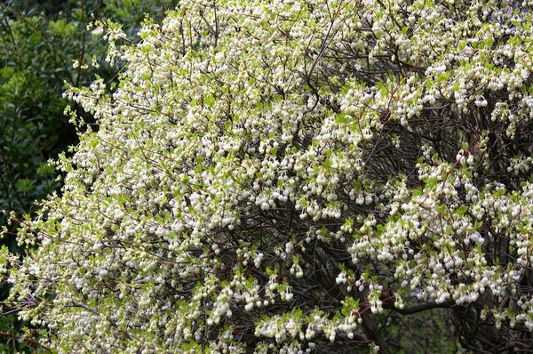 Ландышевое дерево - энкиантус колокольчатый. Фото автора