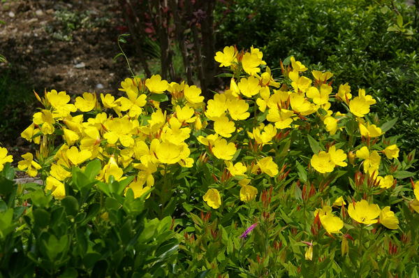 Энотера кустарниковая цветет с июня до сентября. Фото автора