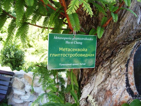Раритетный экземпляр: метасеквойя глиптостробовидная в композиции Райского сада НБС. Фото автора