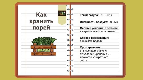 Как хранить лук-порей