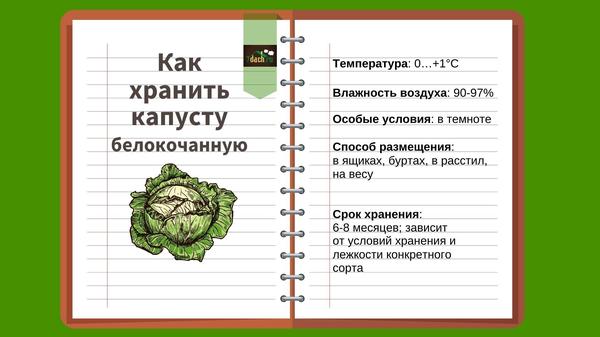 Как хранить капусту белокочанную
