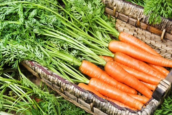 Для длительного хранения необходимо выбирать морковь средних и поздних сортов