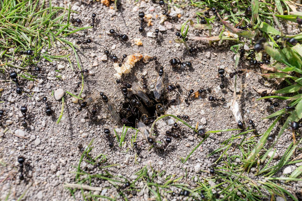 После подкормки хвойных первыми попавшимися удобрениями муравьи спешно покинули цветник