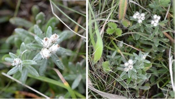 Anafalis je čínská odrůda Mori. Fotografie z asianflora.com