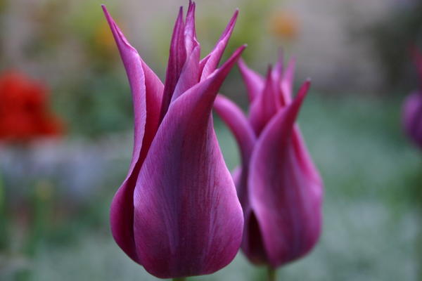 Цветок лилиецветных тюльпанов - шедевр тюльпанной селекции. Фото А. Папкова