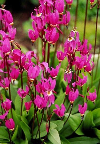 Dodecatheon clevelandii patulum