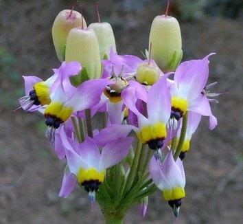 Dodecatheon clevelandii insulare