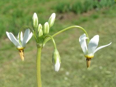 Dodecatheon clevelandii sanctarum