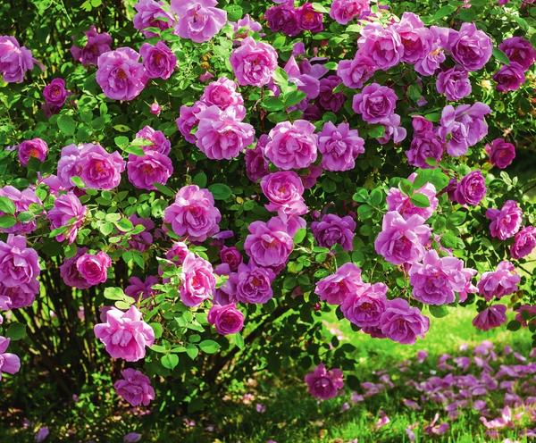 Бургундская роза Adam Messerich