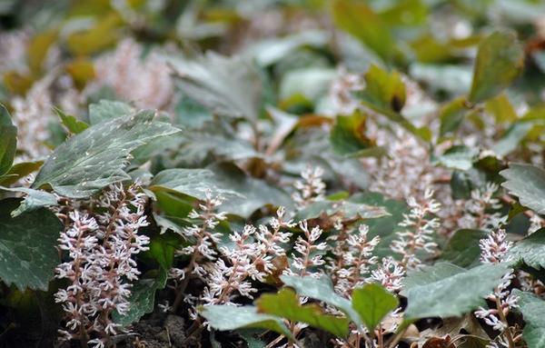 Pachysandra ležící Little s Pixie Dragon. Foto z bygl.osu.edu