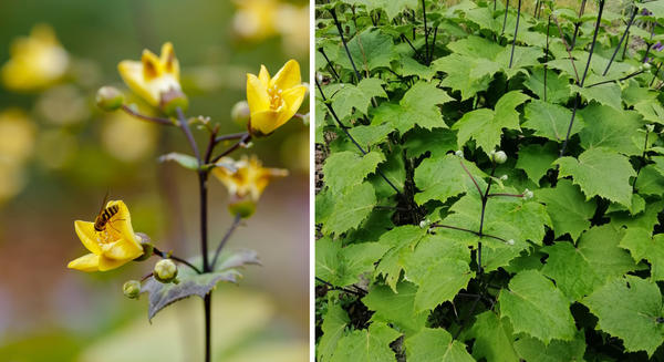 Киренгешома: описание цветка, фото, особенности выращивания - полезная информация на сайте