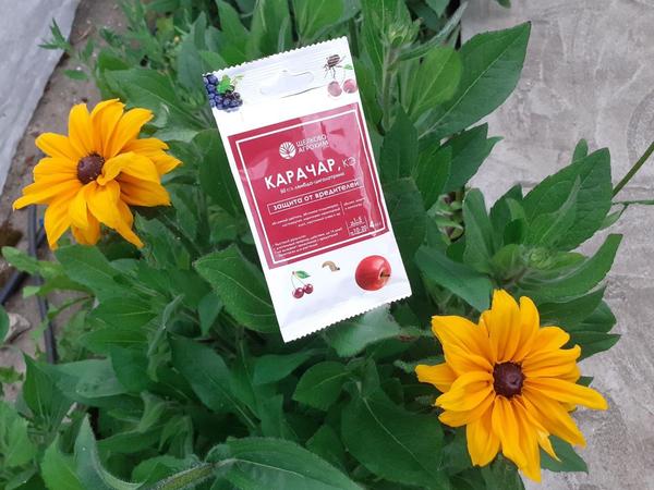Карачар - серьёзный препарат для защиты сада от вредителей