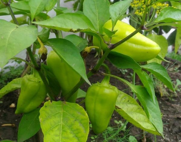 Перец в этом году удивил приличным урожаем