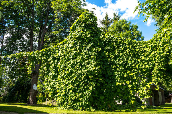 Многолетние лианы с красивыми листьями - отличное решение для создания зеленых вертикалей в саду