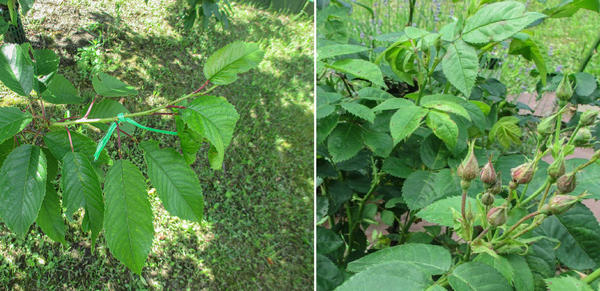 Опрыскала в целях профилактики
