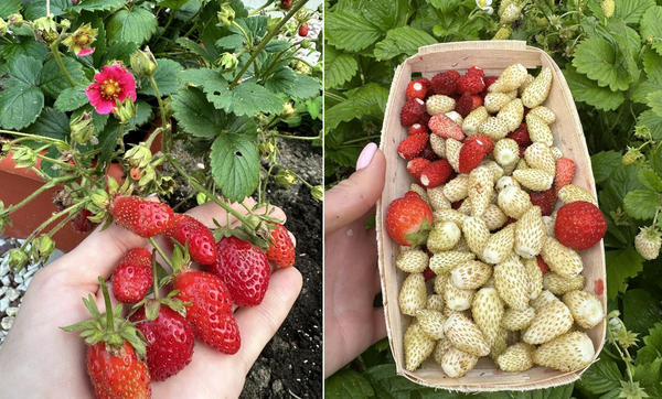 Земляника здорова - Силар надежно защитил ее от болезней
