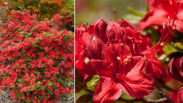 Азалия Electric Lights Red. Фото с сайта firsteditionsplants.com