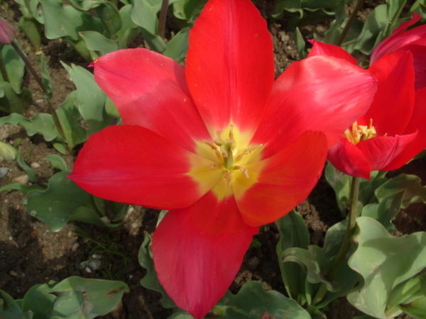 Тюльпан Madame Curie