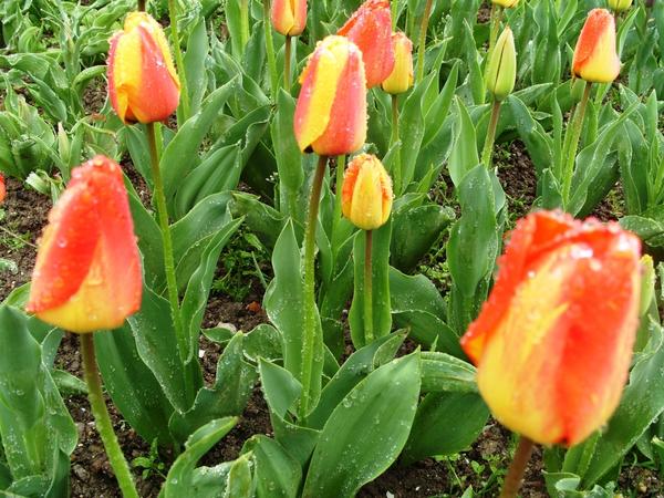 Тюльпан Orange Queen