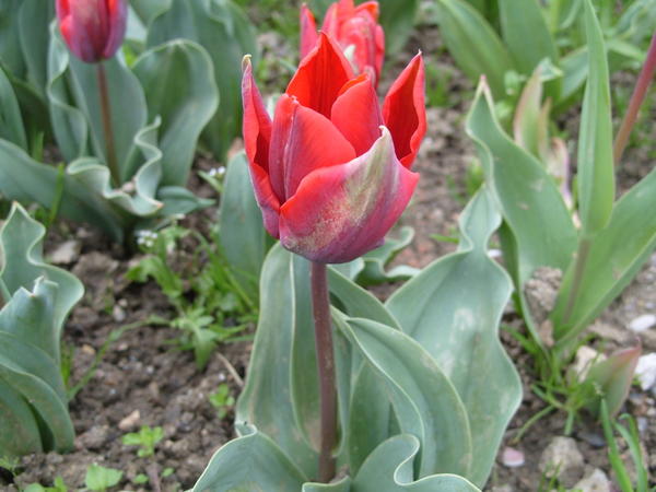 Тюльпан Couleur Cardinal