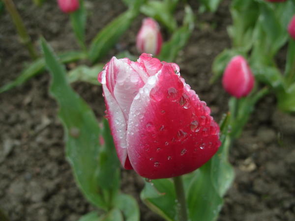 Тюльпан Lustige Witwe