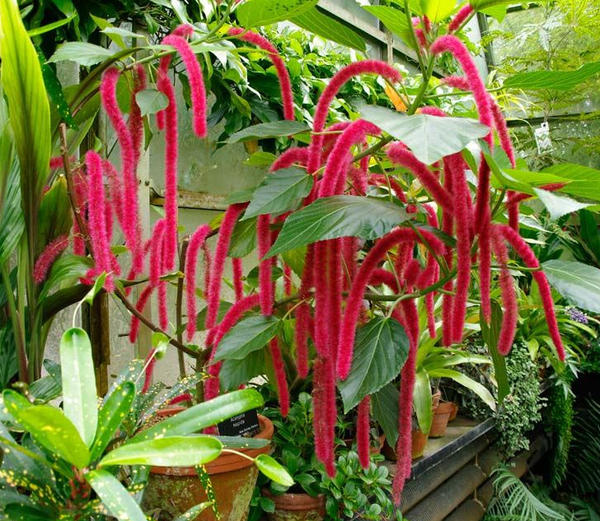 На лето акалифу можно вынести в сад. Фото с сайта gardensonline.com.au