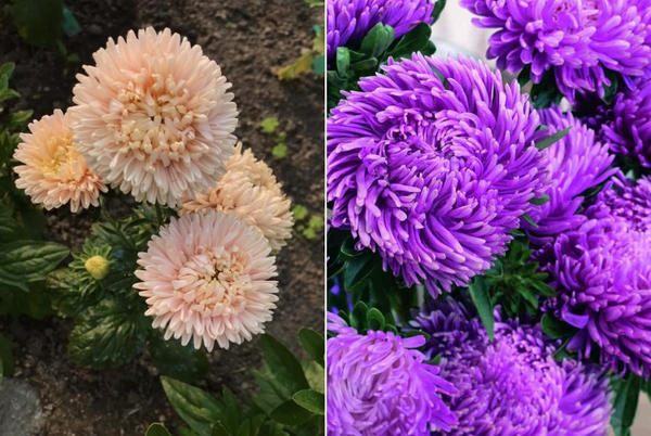 Слева: Flamingo at Sunset. Фото Ольги (OlgaKosh931). Справа Lilac Mist. Фото с сайта ekoflora.by