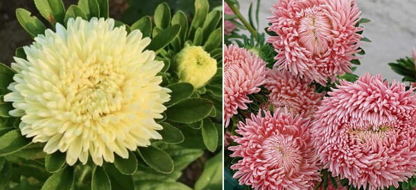 Слева: Limoncello. Фото Ольги (OlgaKosh931). Справа Living Coral. Фото с сайта tomatipomidori.ru