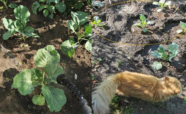 Сравните сами. Слева: вторая обработка стимулятором. Справа: в выделенной зоне капуста, не обработанная стимулятором