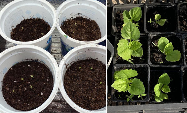 Слева: всходы хризантеллы. Фото
Натальи (NatashaNovikova). Справа: рассада хризантеллы. Фото Натальи Афонченко (NatalyaAfonchenko)