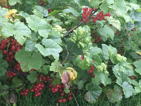 Июль 2024 г. Тля смородинная пузырная, или тля листовая галловая на красной смородине