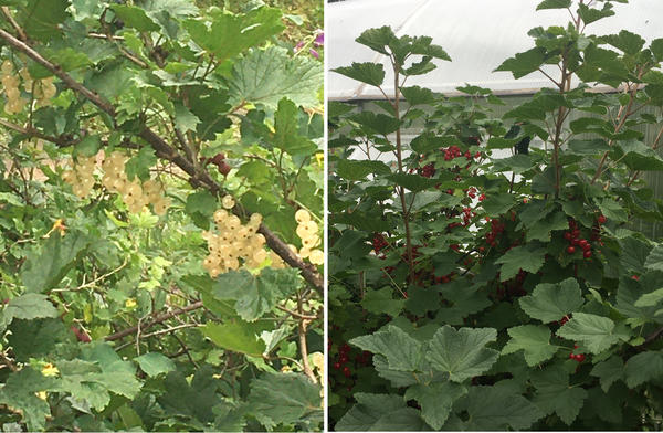 Богатый урожай, здоровая листва, мощные здоровые приросты