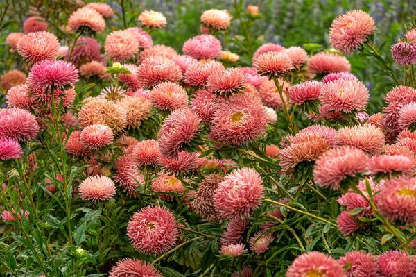 В групповой посадке красота астр возрастает в разы