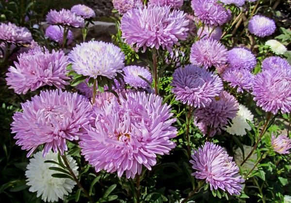 На вид - неженки, но на самом деле стойкости им не занимать