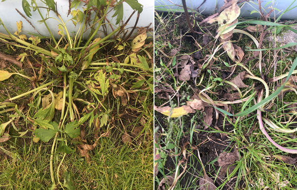 Слева: 12.06. Через полторы недели - одуванчика уже не видно. Справа: 22.06. Через 3 недели - безнадежно засохли лютики, а гипертрофированный гормоном роста подорожник доживает последние дни