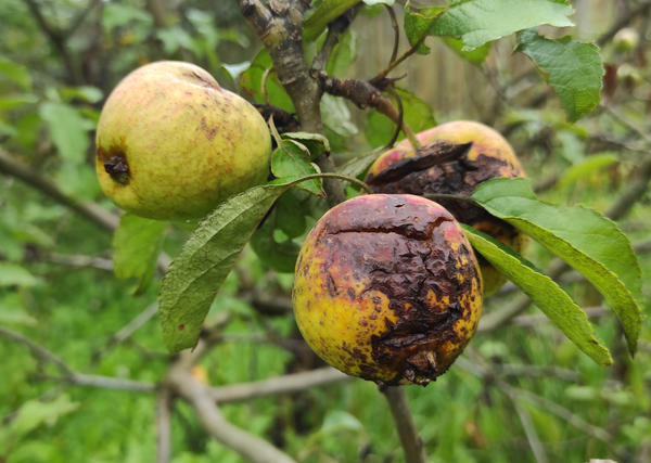 Парша на яблоне Мечта