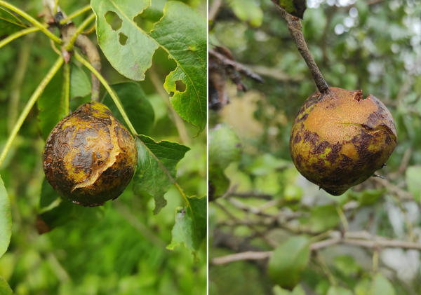 Поврежденные паршой плоды груши Елена