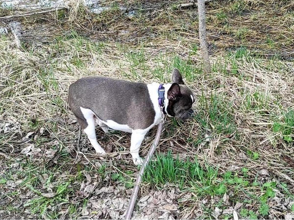 Боня - собирательница клещей