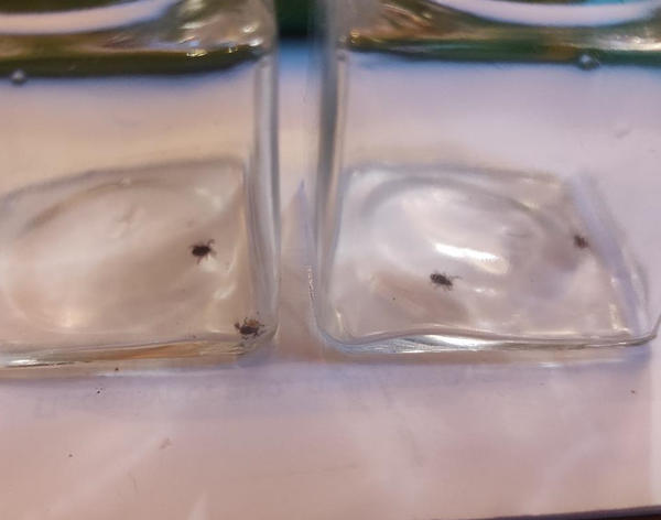 В каждой баночке - 2 клеща