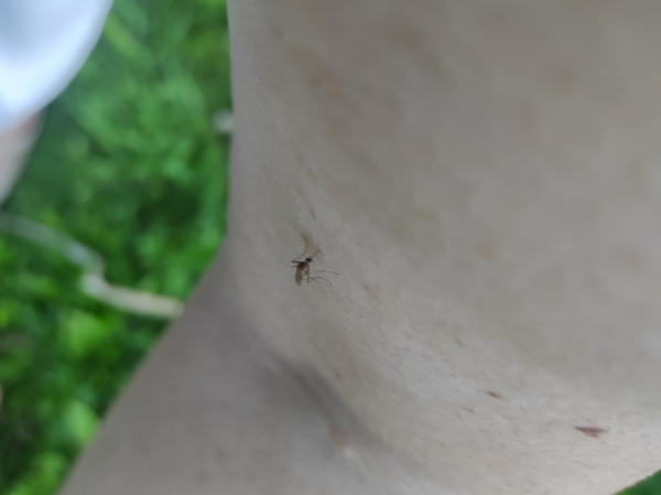 Участки тела, не обработанные препаратом – мишень для комаров