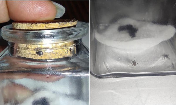 Клещи упорно пытаются выбраться из банки