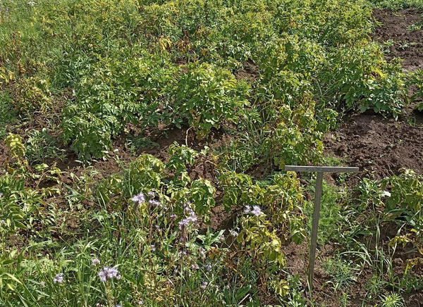 Часть ботвы увяла от фитофтороза, и мы приступили к выкапыванию