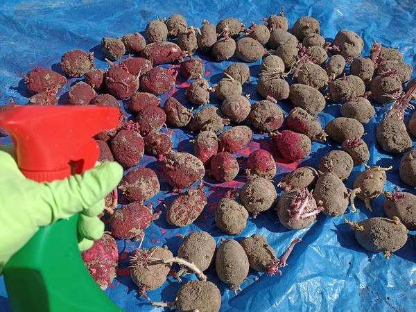 Тщательно обработала одну сторону клубней