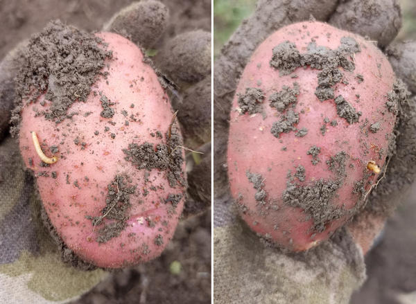 Разочарование...