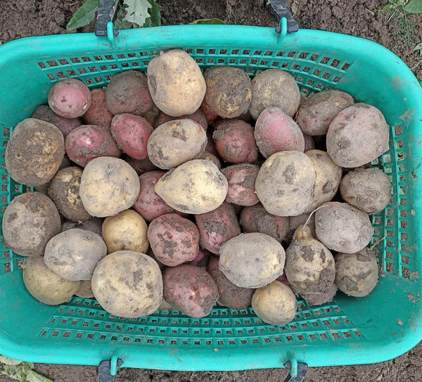 Выбранный на следующий сезон семенной материал