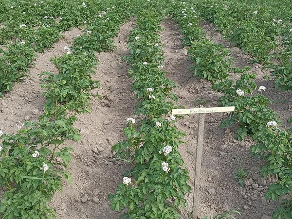 Картошку только пропалывали и окучивали