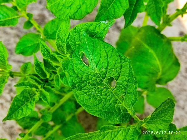 Листья повреждены, но самих жуков не видно