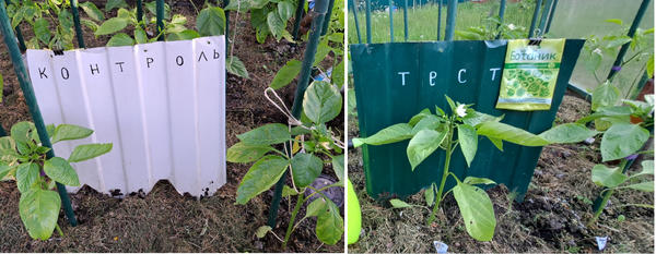 Перцы - на 23 день