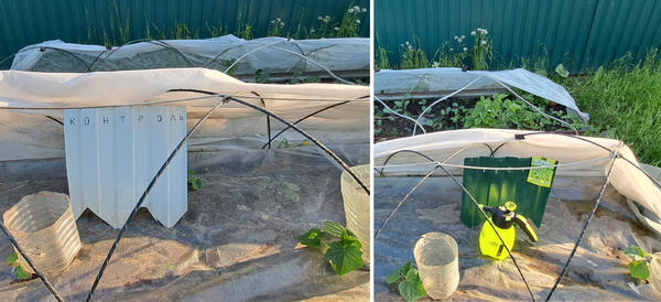 Огурцы на 10 день после высадки рассады